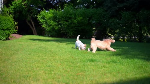 Jack Russell and Goldendoodle Playing Outdoors Together on Sunny Day Cute Dogs Having Fun on Green