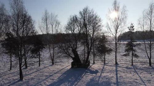 Frosty Snowy Winter Morning in Forest Winter Landscape in the Field with Trees