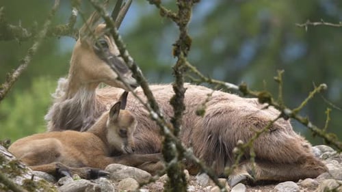Primer plano de la linda familia Chamois descansando juntos al aire libre en la naturaleza - Austria, Europa