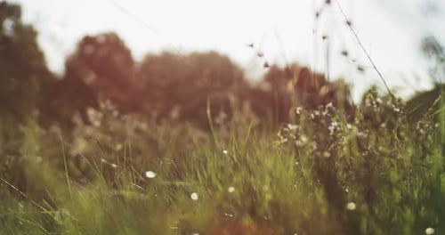 Beautiful wildflowers and herbs