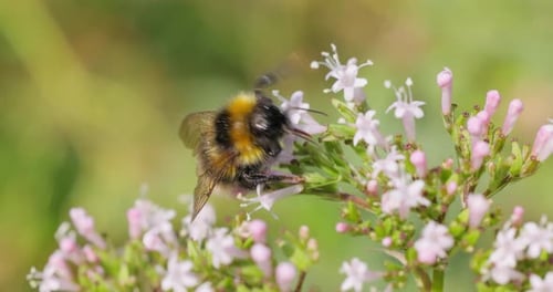 Bee Pollinating Delicate Flowers in Summer Garden