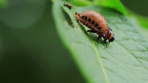 Colorado Potato Beetle Larva is Actively Feeding on a Vibrant Green Potato Leaf in a Garden The