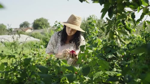 A Woman Picks Raspberries From the Bushes in the Garden