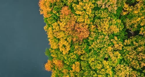 Amazing river and forest in fall. Aerial view of wildlife.