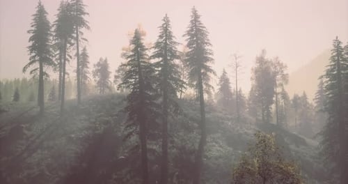 Misty Morning in a Dense Forest Showcasing the Beauty of Nature