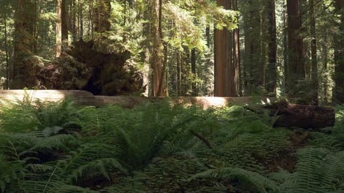 Tree stump on top of a fallen tree, Redwood forest fern-covered ground