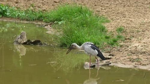 Looking into the water for prey, looks around, shakes it body then wags its tail up and down, Asian