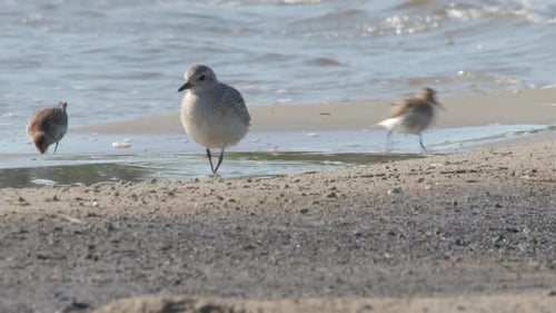 Common Grey Plover Birds Enjoy Searching Food Near The Sea During A Sunny Day - Close Up Shot