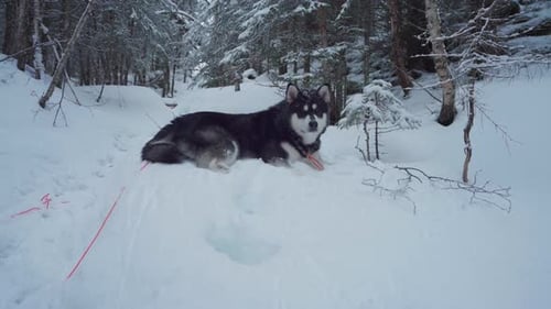 Adorable Alaskan Malamute Lying In The Snowy Forest Ground At Wintertime. - static