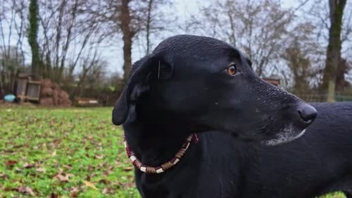 Close-up view about an ordinary black dog in countryside environment, France.