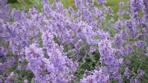 Purple Flowers Background