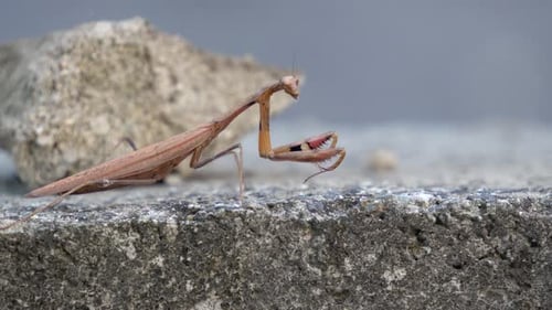 Louva-a-deus marrom ou mantídeo (família Mantidae) olha para trás e para frente e depois estende ou endireita seu