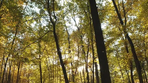 Sunlight Sunrays Shine Through Woods In Forest Landscape Calm Flight Through Fall Autumn Forest