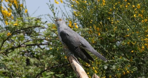 Common Cuckoo, cuculus canorus, Adult in Flight, Normandy in France, Real Time 4K