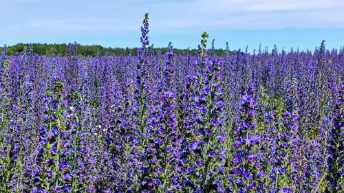 Closeup of a lavender field, violet lilac flowers in a green field with blue sky