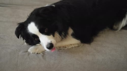 Black and White Border Collie Licking Nose on Couch