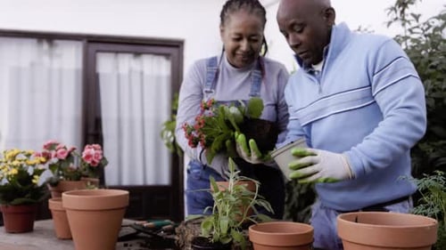 African farmer senior couple gardening flowers outdoor in home backyard terrace - Agriculture