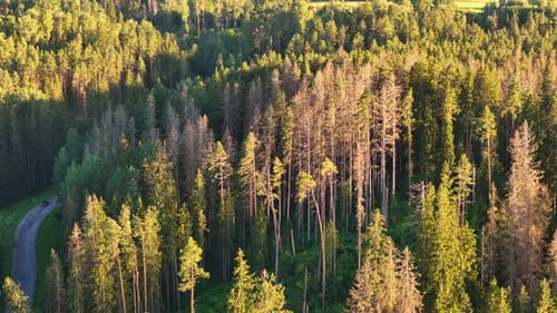 Forest Aerial View at Sunrise or Sunset