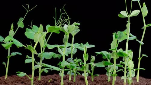 Time Lapse of Pea Shoots Growing