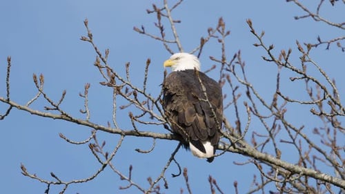 Águila audaz sentada en la rama de un árbol