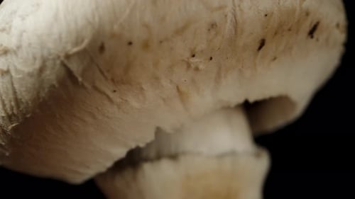 White Mushroom Isolated on Black Background