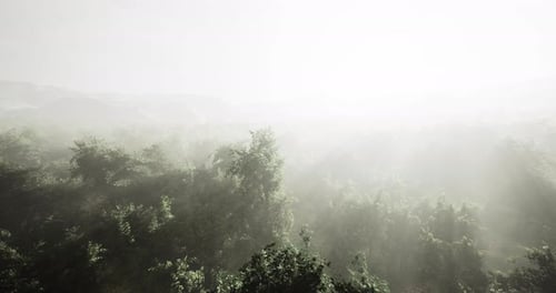 Mystical Fog Envelops Tranquil Forest Landscape at Dawns Embrace