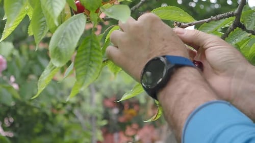 Cherry Picking in a Garden During Summer Months