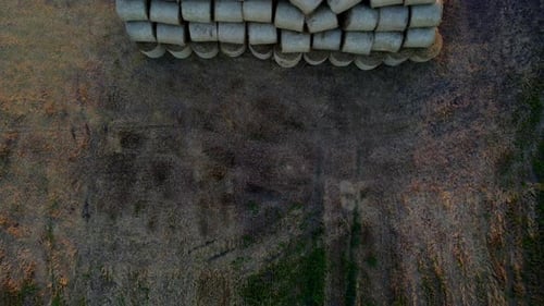 Many Bales Compressed Dry Wheat Straw Twisted Round Rolls on Field Sunset Dawn