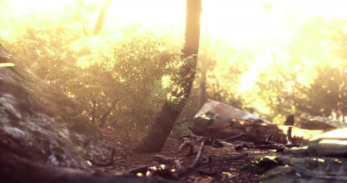 Morning Sunlight Filters Through Trees in a Serene Forest