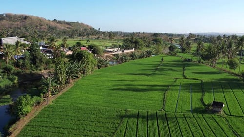 Sumbawa Agriculture in Rice Fields