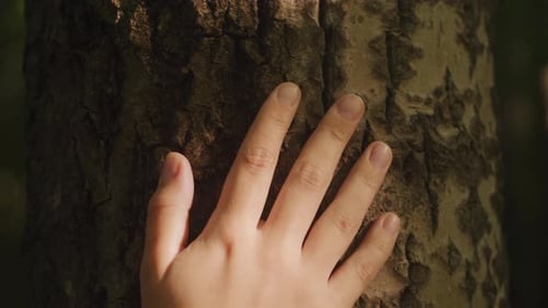 Touching a Tree on Sunny Day in the Park Close Up Macro Woman in the Forest Friendly Hugs a Tree