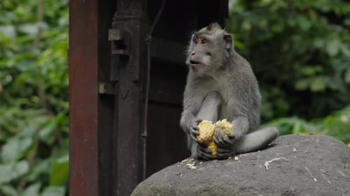 Ein Affe sitzt auf einem Felsen und isst Mais im Affenwald von Bali. Die Szene fängt den Affen ein