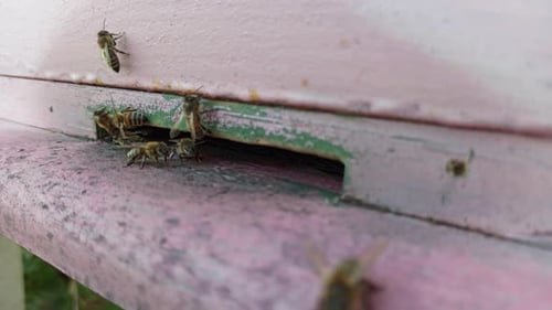 Bienen fliegen in Zeitlupe in den Bienenstock ein und aus