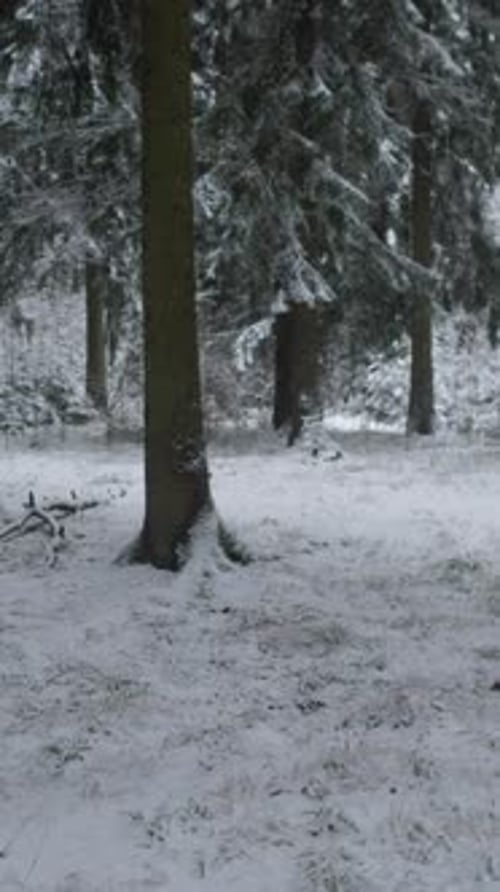 Calm Winter Landscape with Pine Trees Peaceful Snowcovered Forest with Sparse Tracks and Muted Light