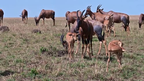 Herd of Bubal antelopes with calves graze