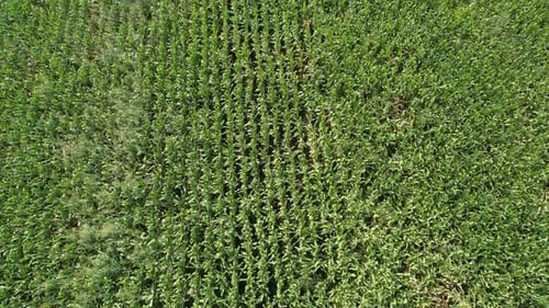 Aerial View of Green Corn Field