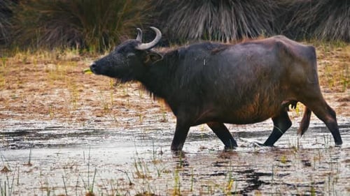 Buffalo 2K