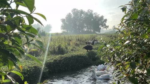 Natürliche Wildenten im Wald