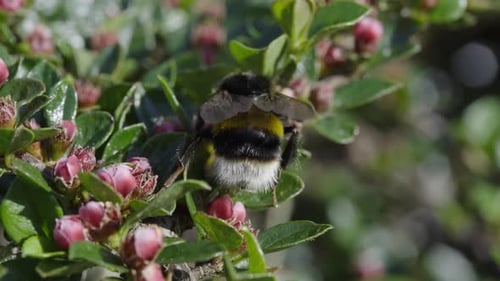 View Bee Collecting Pollen And Cleaning Itself On Tree
