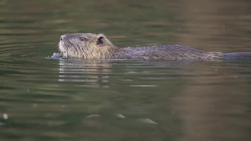 Nutria eating in the water. Profile view of an adult hungry coypu