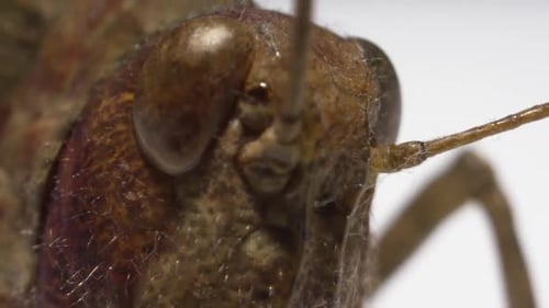 Makro-Bug — Aus der Nahaufnahme des Grasshopper-Gesichts-Makros herauszoomen