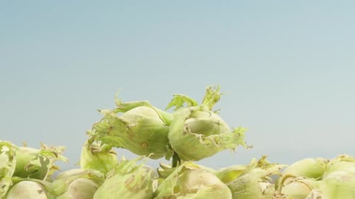 A branch of green hazelnut fruits, spinning on a pile of green nuts, blue sky.