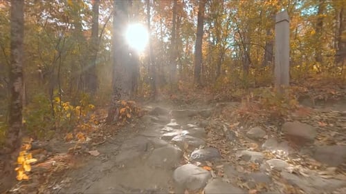 Gimbal moving through autumn forest hiking path, sun rays shining through