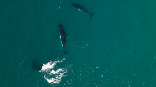 Stunning aerial bird's eye drone view of pod of humpback whales, swimming in circle