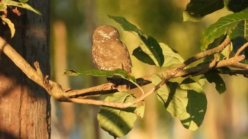 Owl in tree UHD Mp4 4k Video ..