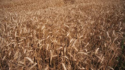 Expansive Wheat Field Swaying in the Gentle Breeze During Golden Hour at Sunset