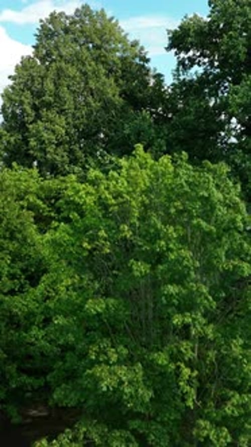 Lush Trees Overlooking Coastal Town
