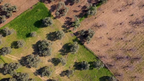 Vista aérea do campo com oliveiras 4K