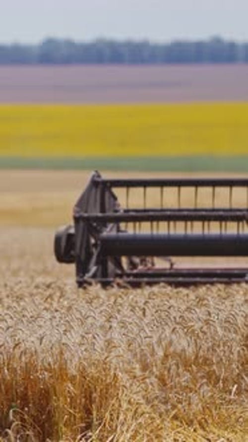 Combine harvester on wheat field. Combine harvesting in field of golden wheat