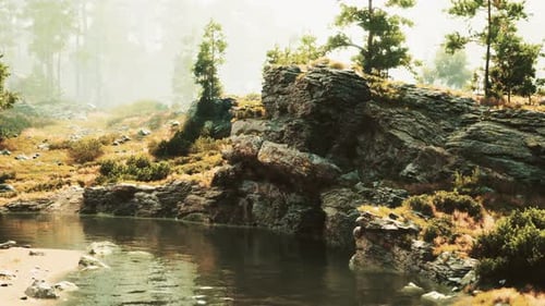 A Stream Running Through a Lush Green Forest